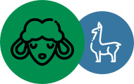 Illustration of Merino and alpaca blend